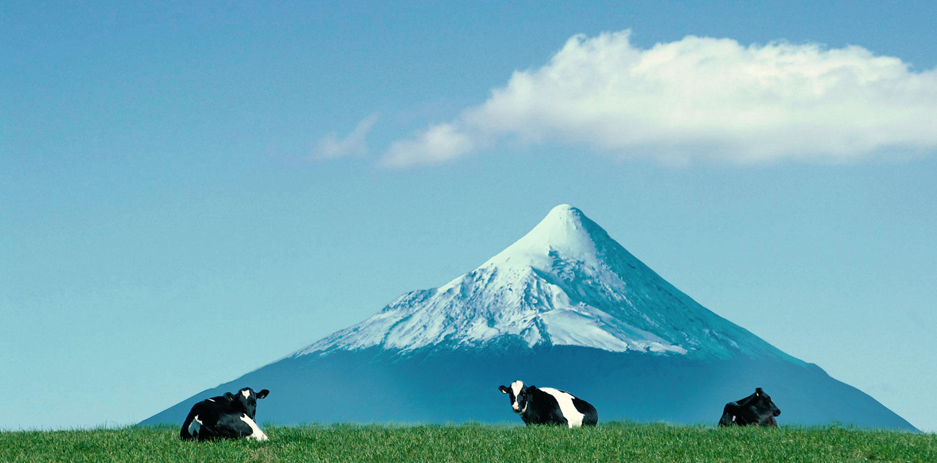 Chile Osorno cows